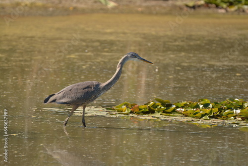 Great Blue Heron standing in a pond