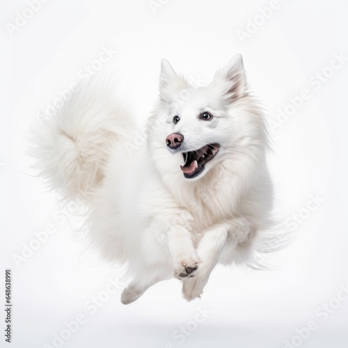 White Dog in Mid-Air Leap © DVS