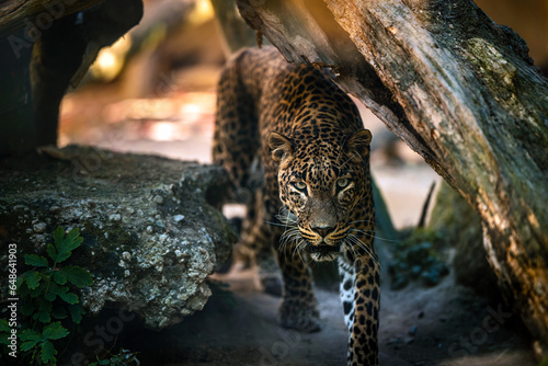 Sri Lankan leopard, Panthera pardus kotiya