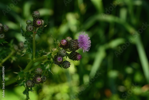 Thistle in the shade