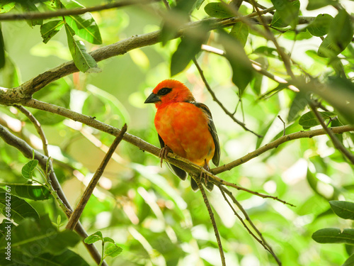 Red orange bird perching in natural environment - Mauritius Fody  © Tarikh Jumeer
