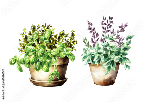 Kitchen fragrant herbs in flower pots set. Hand drawn watercolor illustration isolated on white background