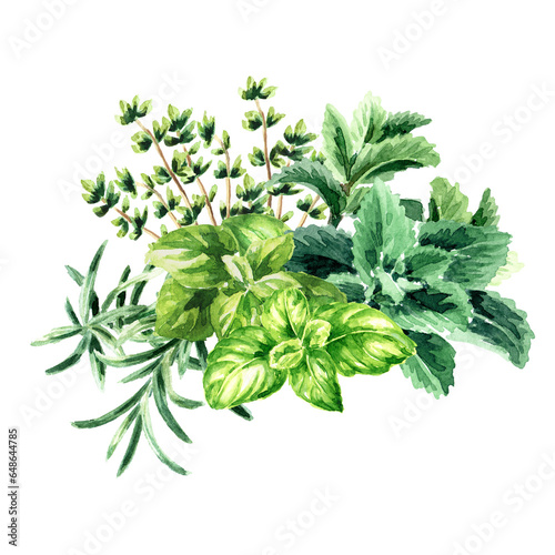 Kitchen fragrant herbs   Hand drawn watercolor  illustration isolated on white background