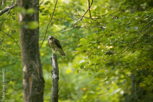 Hawk photo