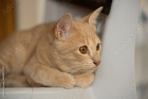 Close up eye beautiful brown color cat on white wall background.Cat looking away while sitting against white backgroundAnimal pet in home. photo