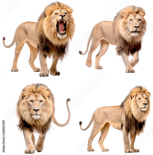 African Lion (Roaring, Walking side, Walking front, Standing)