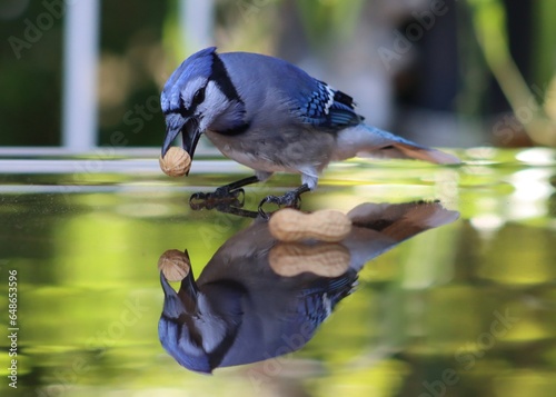 Geai bleu et arachide