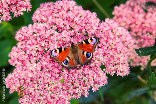 Obraz na płótnie Butterfly on pink flower, Aglais io, the European peacock, the peacock butterfly w salonie