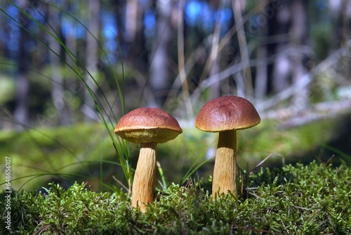 Close up of two mushrooms Aureoboletus projectellus, bolete fungus. Found in North America, and recently in Europe.