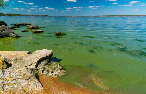 Eutrophication of the Khadzhibey estuary, blooms in the water of the blue-green algae Microcystis aeruginosa photo