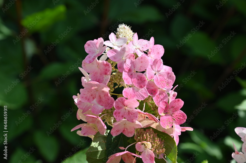 close up of a pink hydrangea