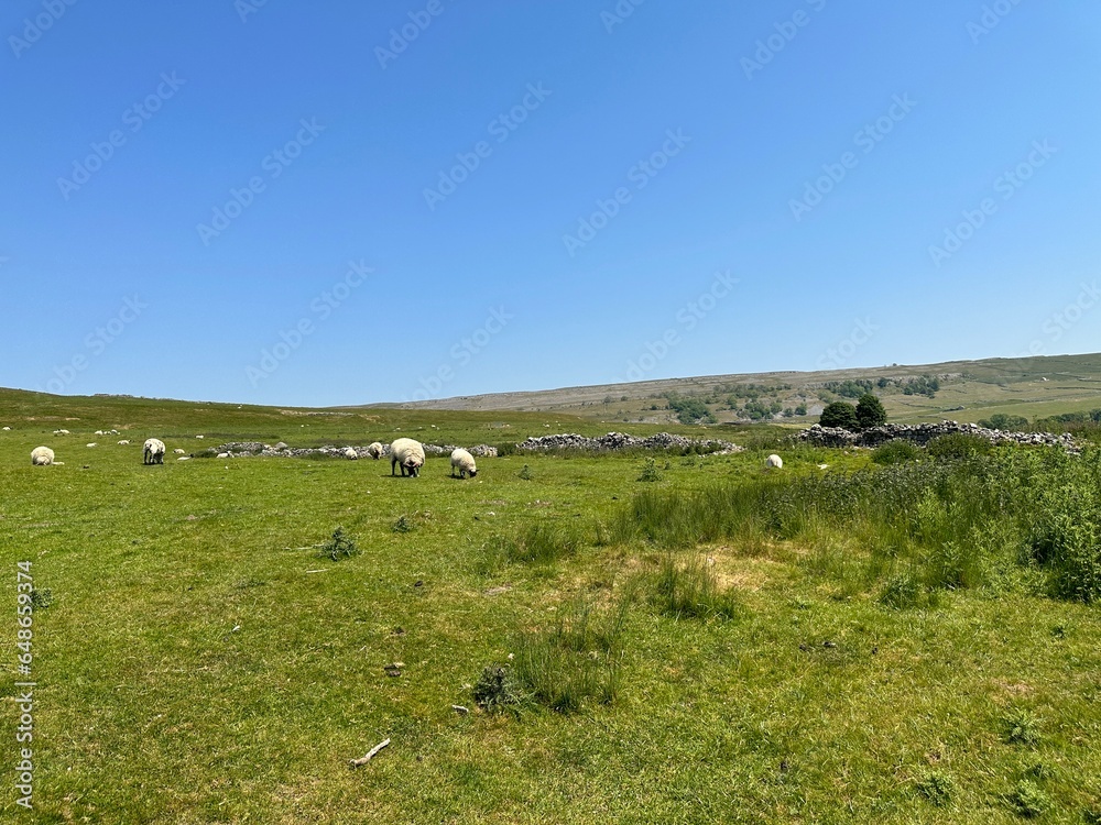 Sheep grazing on the hills, with wild plants, dry stone walls, and distant hills in, Kilnsey, Skipton, UK