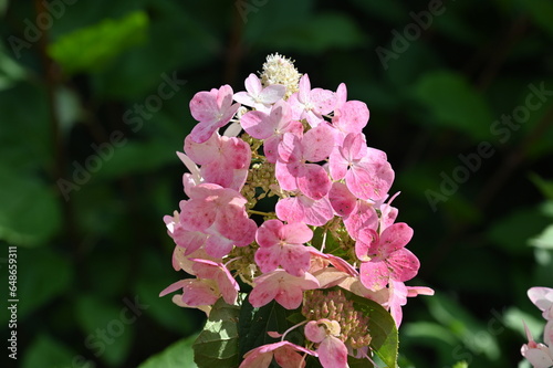 Obraz na płótnie close up of a pink hydrangea w salonie