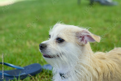 adorable little blond dog on walking sunny day