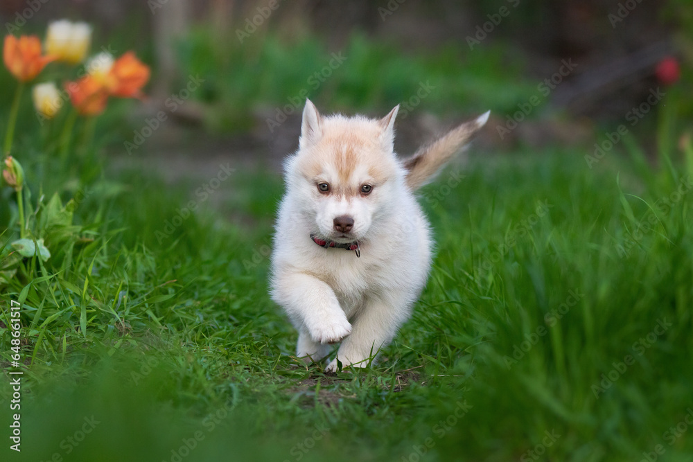 Fototapeta premium Cute husky puppies in the garden near the tulip flowers