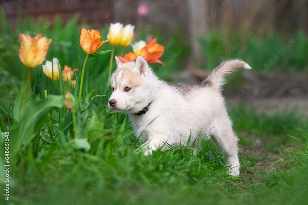 Cute husky puppies in the garden near the tulip flowers Cute husky puppies in the garden near the tulip flowers