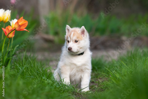 Cute husky puppies in the garden near the tulip flowers