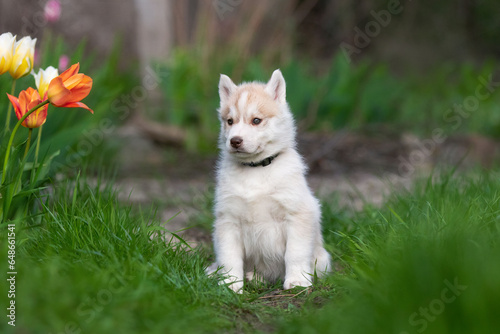 Cute husky puppies in the garden near the tulip flowers