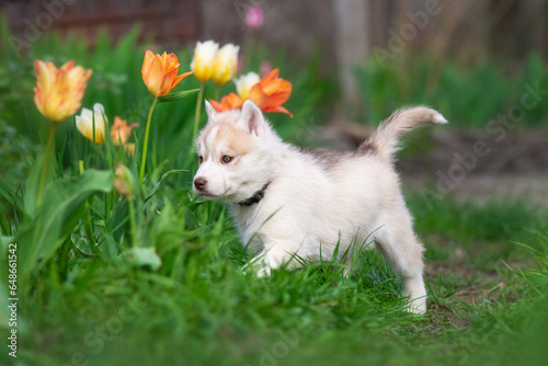 Cute husky puppies in the garden near the tulip flowers