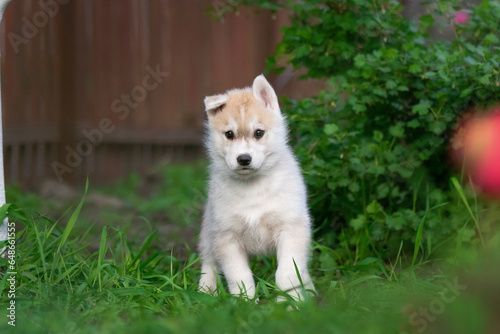 Cute husky puppies in the garden near the tulip flowers