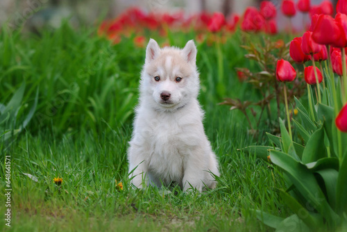 Cute husky puppies in the garden near the tulip flowers
