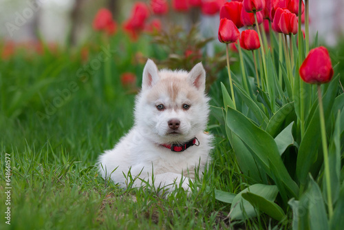 Cute husky puppies in the garden near the tulip flowers