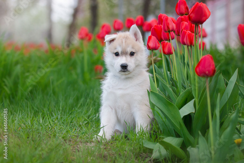 Cute husky puppies in the garden near the tulip flowers