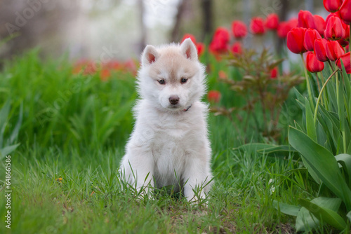 Cute husky puppies in the garden near the tulip flowers