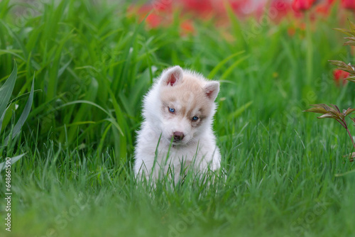 Cute husky puppies in the garden near the tulip flowers