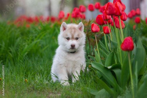 Cute husky puppies in the garden near the tulip flowers