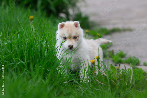 Cute husky puppies in the garden near the tulip flowers