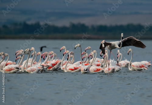 Greater flamingo (Phoenicopterus roseus ) shot  at lake Pomorie in Bulgaria