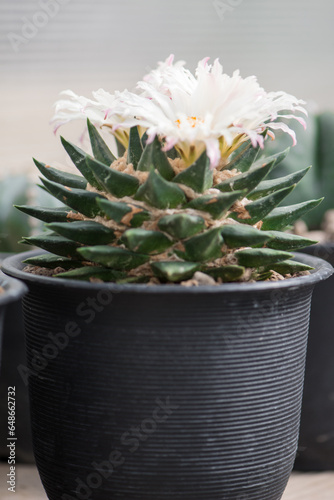 Ariocarpus Fissulatus cactus with white flower