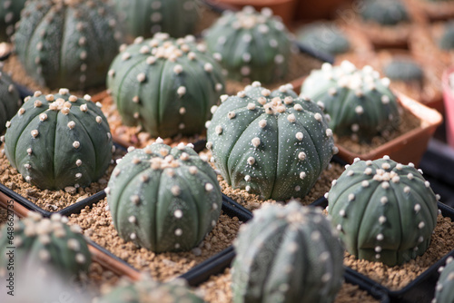 Astrophytum asterias,sand dollar, sea urchin or star cactus