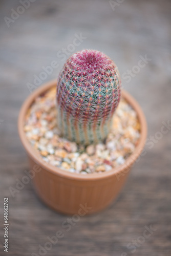 Echinocereus rigidissimus or Rainbow cactus