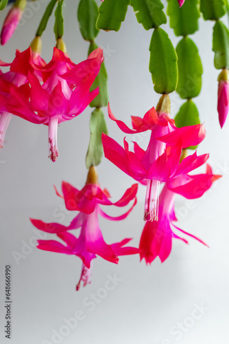 Thanksgiving Cactus (Schlumbergera bridgesii) in a room with a light background