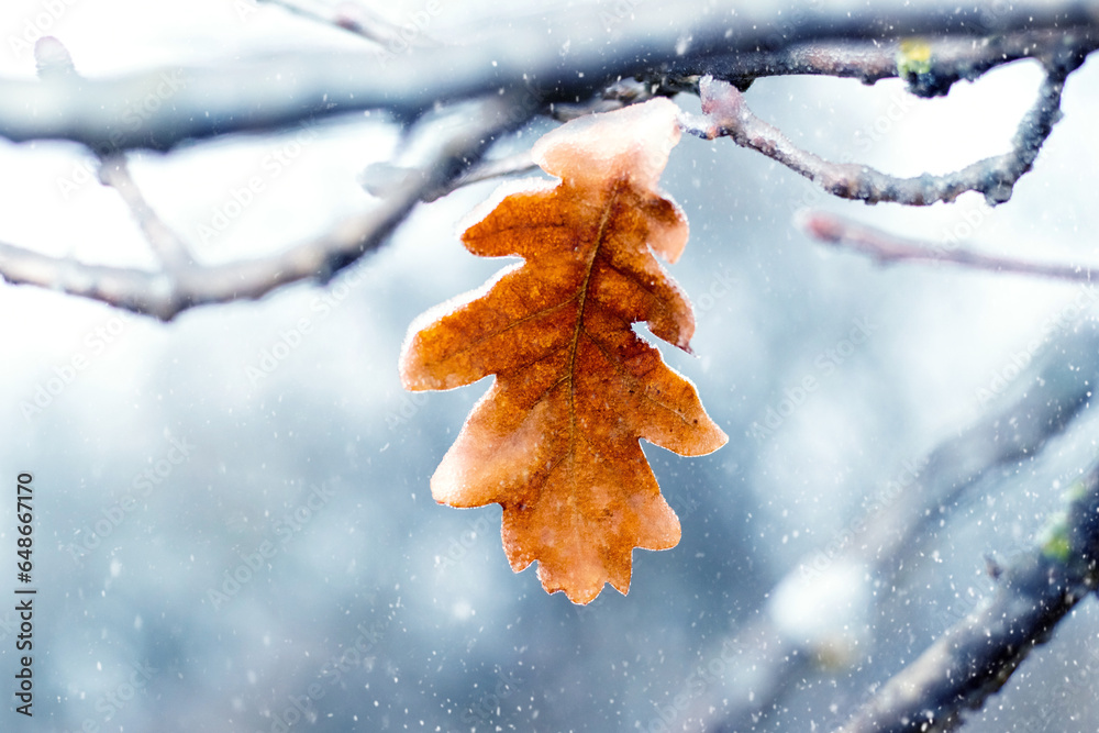 An oak branch with a dry ice-covered leaf in the forest during a snowfall - obrazy, fototapety, plakaty 