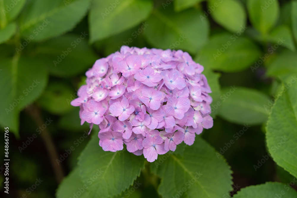 pink hydrangea flower