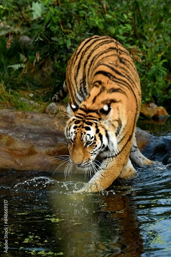 Siberian tiger by the water