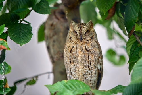 Eurasian scops owl sleeping in the treetop photo