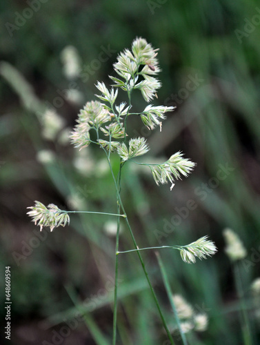 The herb Dactylis glomerata grows in nature photo