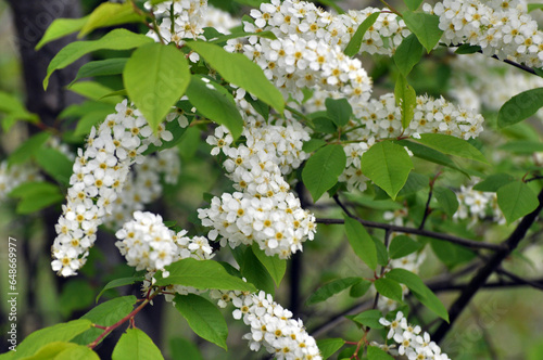 In spring, bird-cherry tree (Prunus padus) blooms in nature