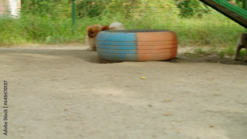 Two dogs, one chasing the other, they play on the playground at the doggie day care center Two dogs, one chasing the other, they play on the playground at the doggie day care center