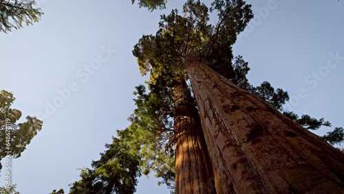 Incredible Giant Sequoia trees, some of the oldest and largest trees on earth. Kings Canyon National Park