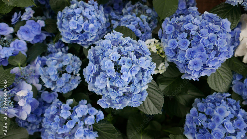 blue hydrangea flowers blue hydrangea flowers