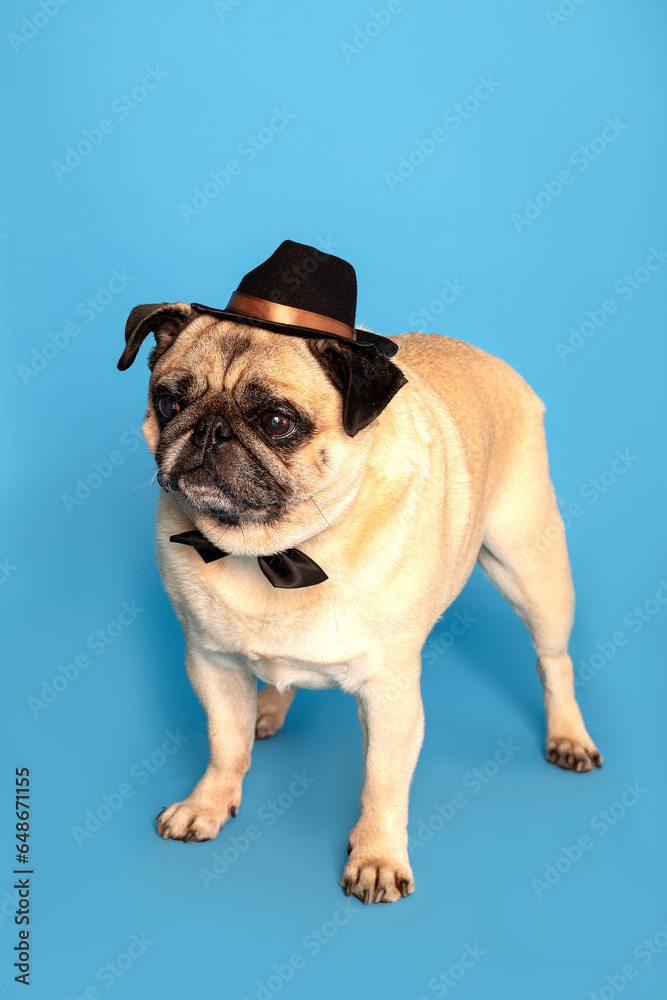 Fototapeta premium Cute stylish dogs and their emotions.