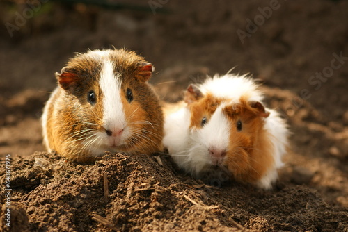 two pigs Świnka morska guineapig kawia domowa gryzoń zwierzak © Kamila