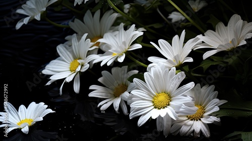 an elegant bouquet composed of white  large daisies against a dark background. The contrast highlights the purity and beauty of the daisies.