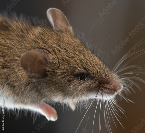 pest house mouse close-up portrait