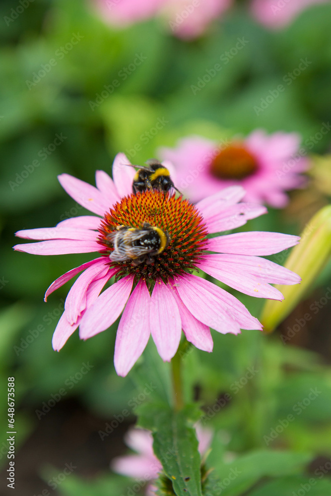 Bumblebees on the Echinacea flower Bumblebees on the Echinacea flower